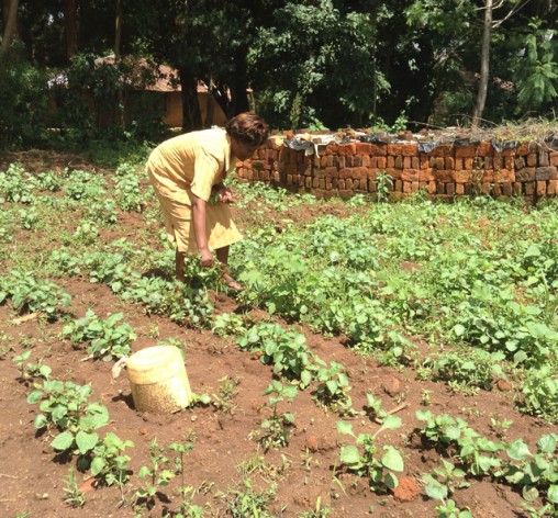 Kitchen Gardens are Victory Gardens in Boosting Nutrition and Incomes in Western Kenya